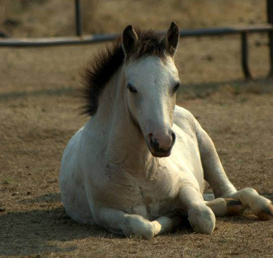 Apacheblu Ranch, Oregon